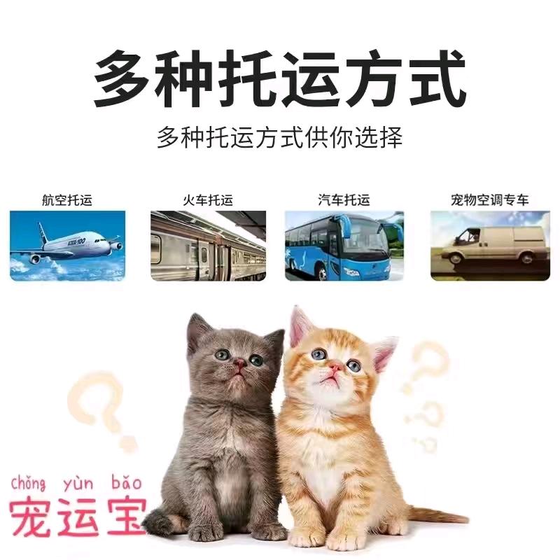全国连锁宠物托运