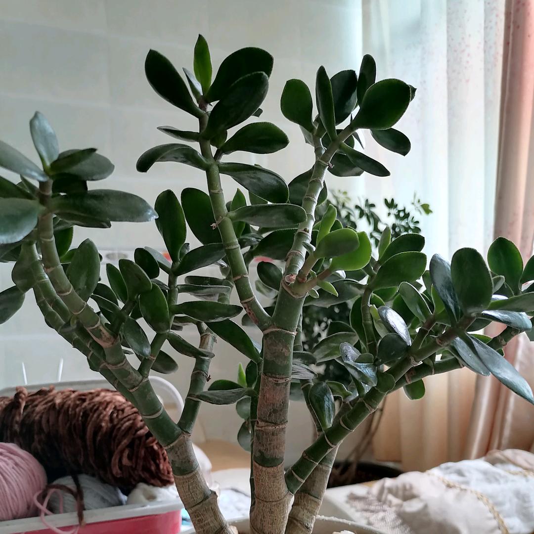 勿🌹｛忘🌟初🔥心｝