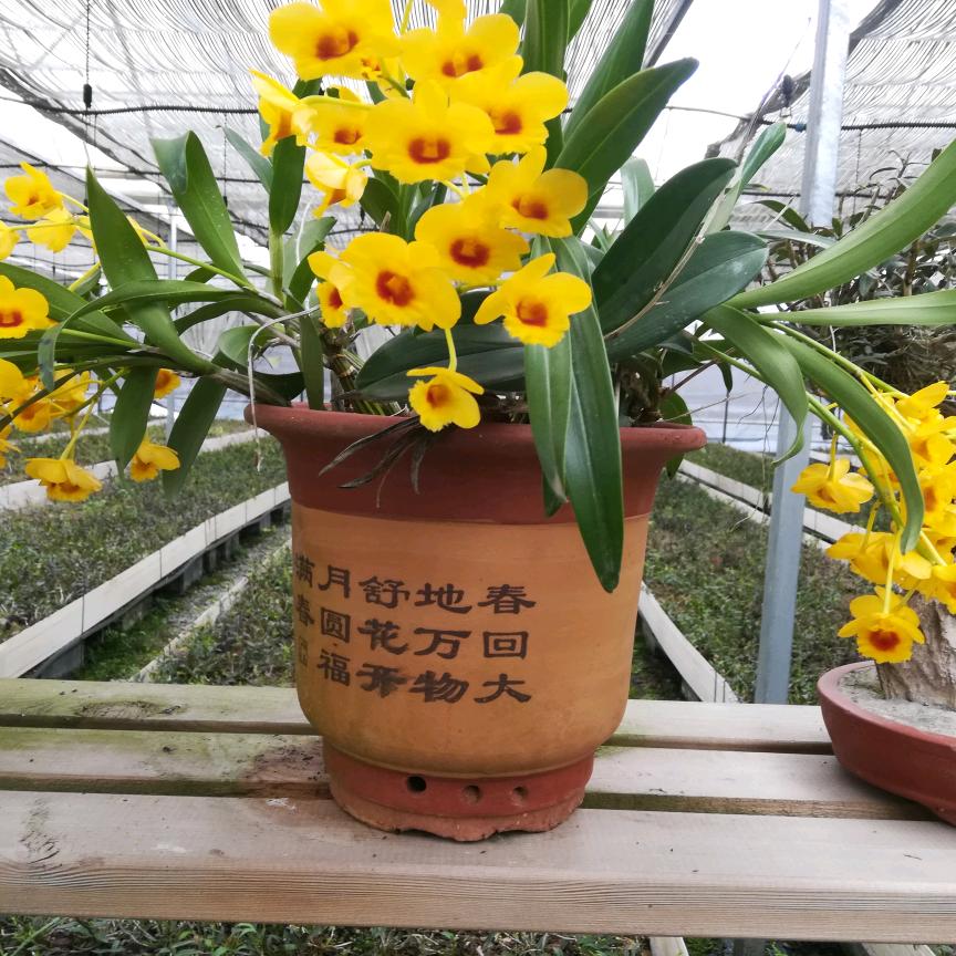 勿忘我