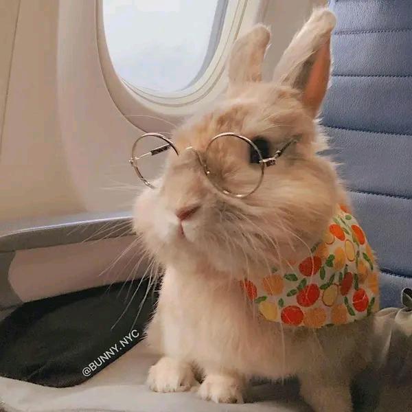 咔咔兔崽🐰