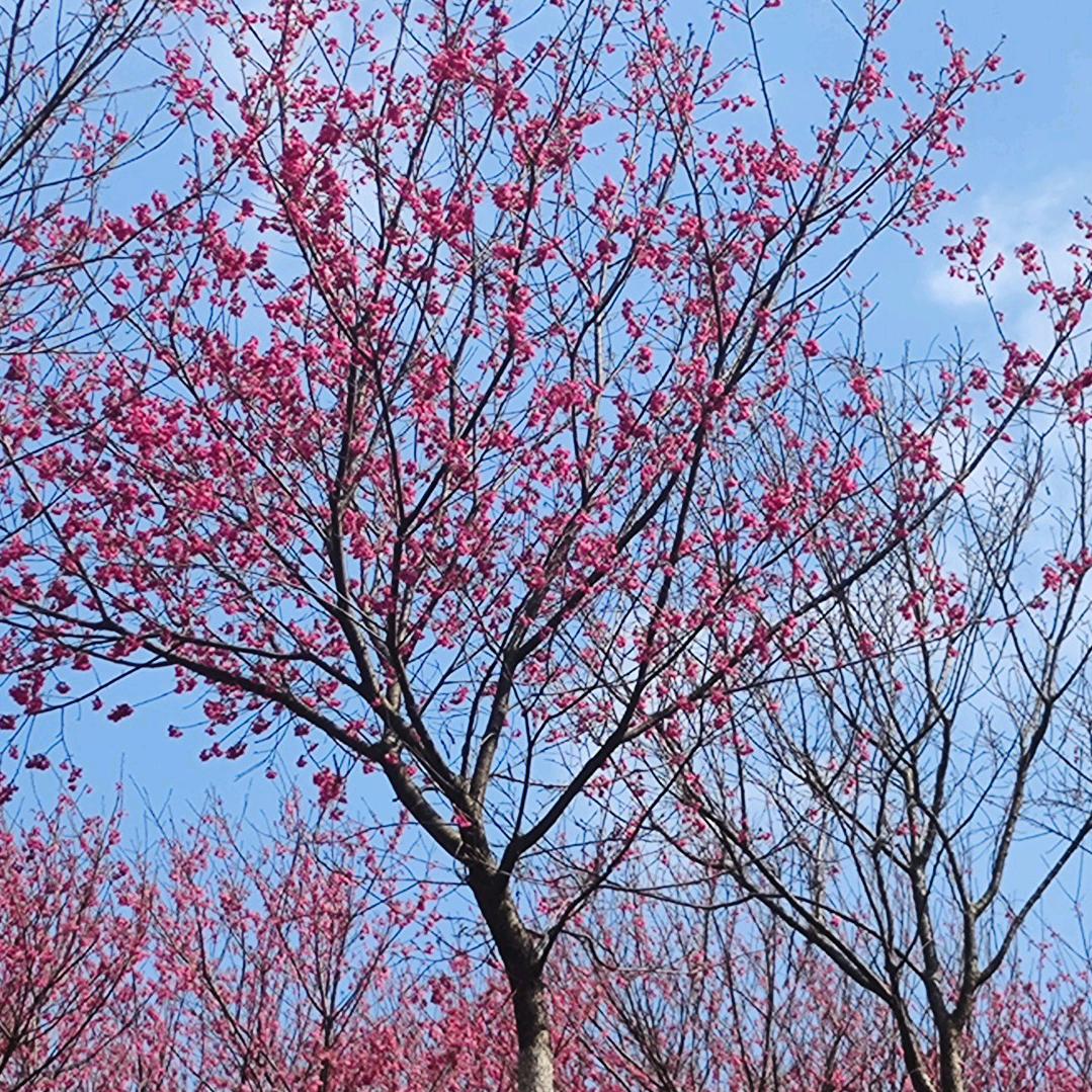 玲
