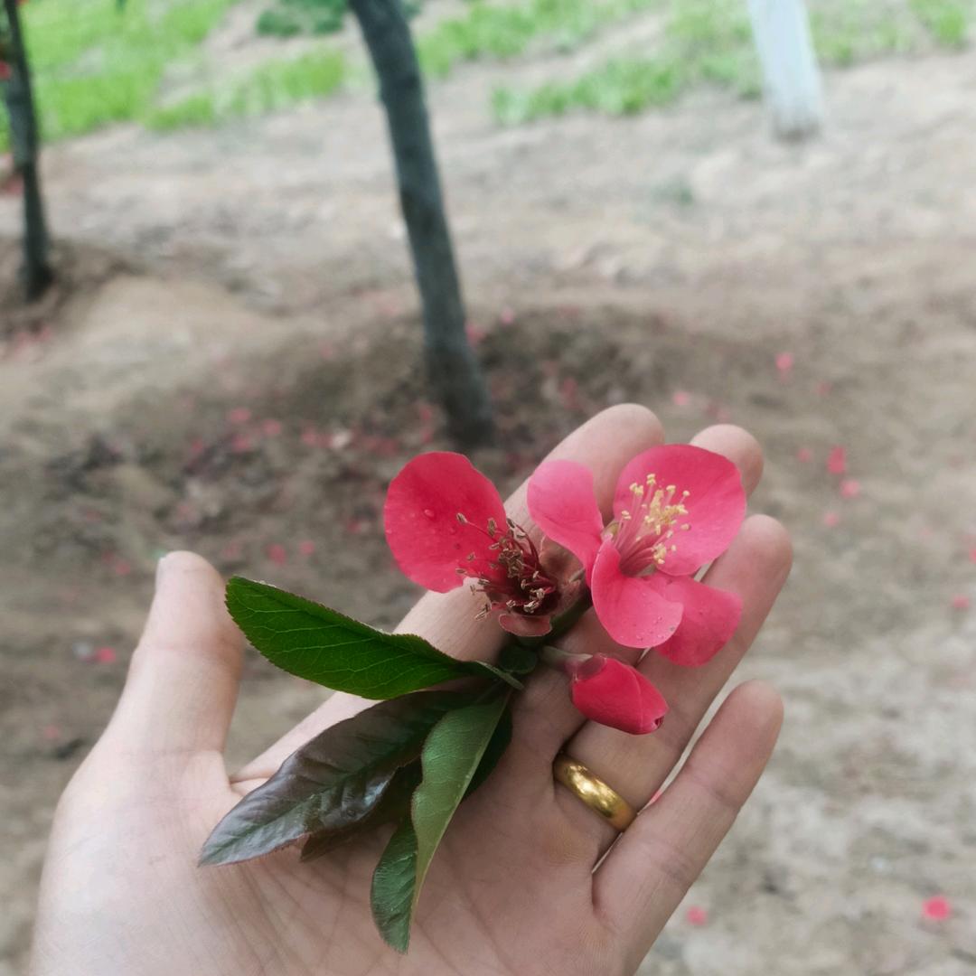 张兰光泽牛驴肉