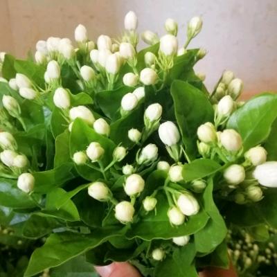 广西茉莉花园艺