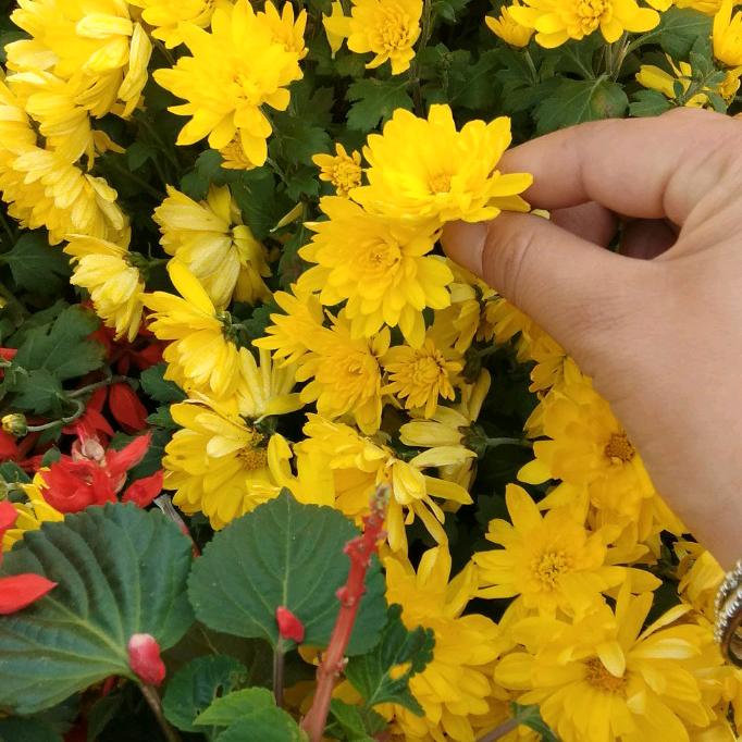 花开一刻