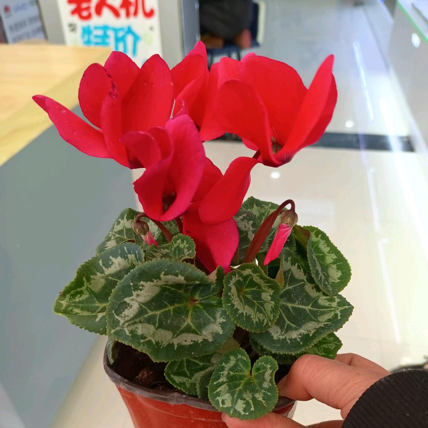 方方花卉