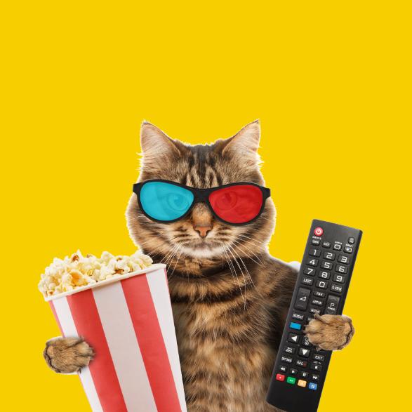 导演的猫