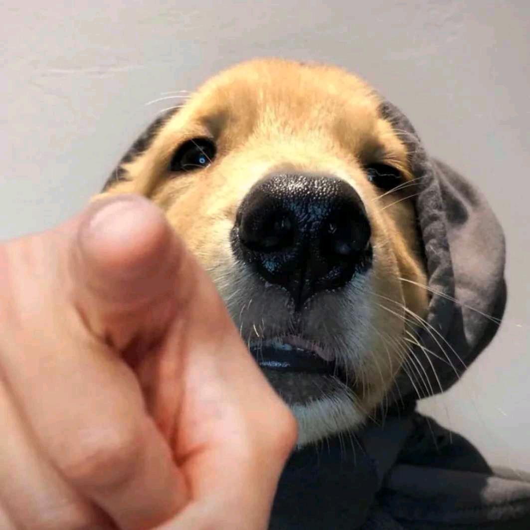 消失的HUO