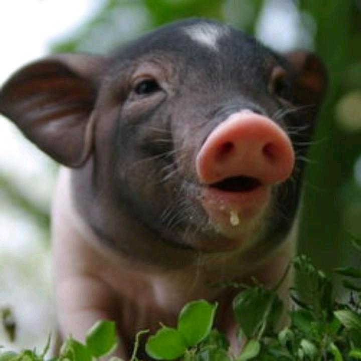 蜀里香鲜货火锅官方号