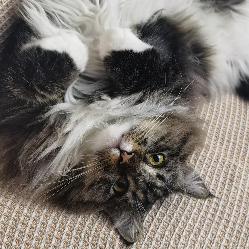 秋千下的小黄狗°