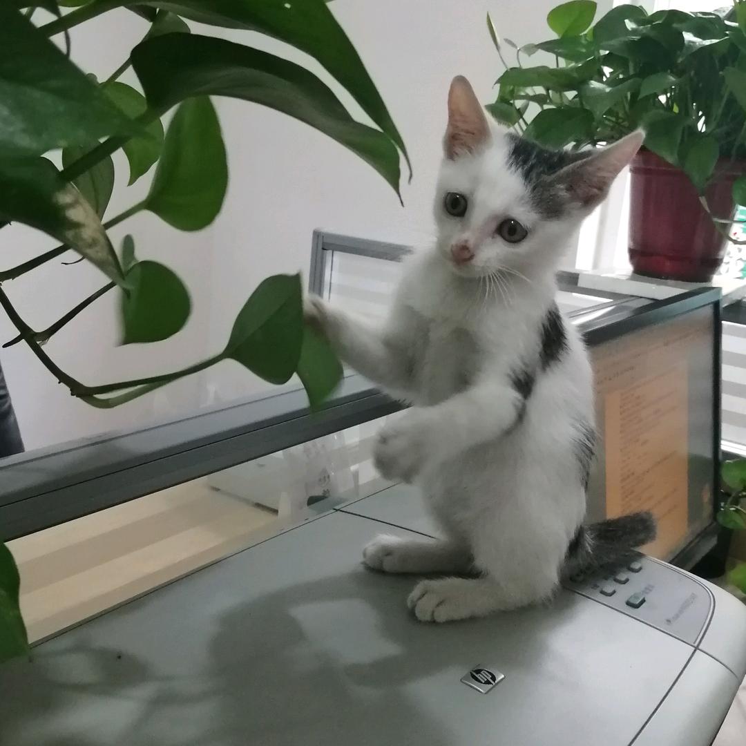 多猫奶奶
