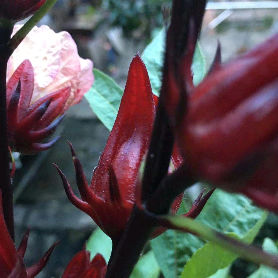 芳