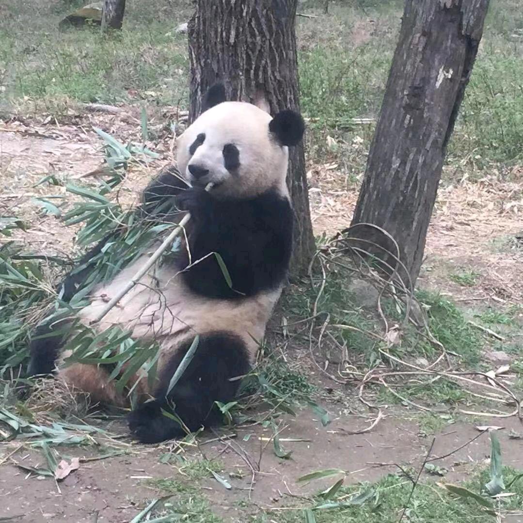跳舞的熊