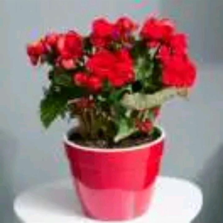 春暖🌹开春去秋又来