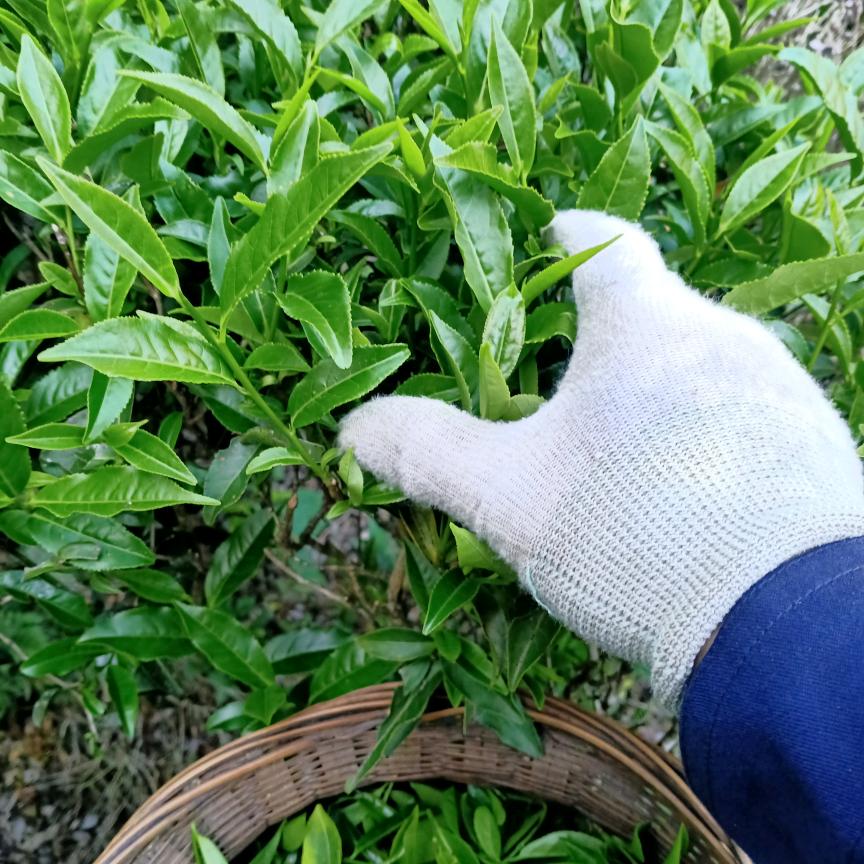 梅山绿茶