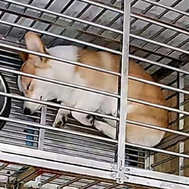 你说我像谁！