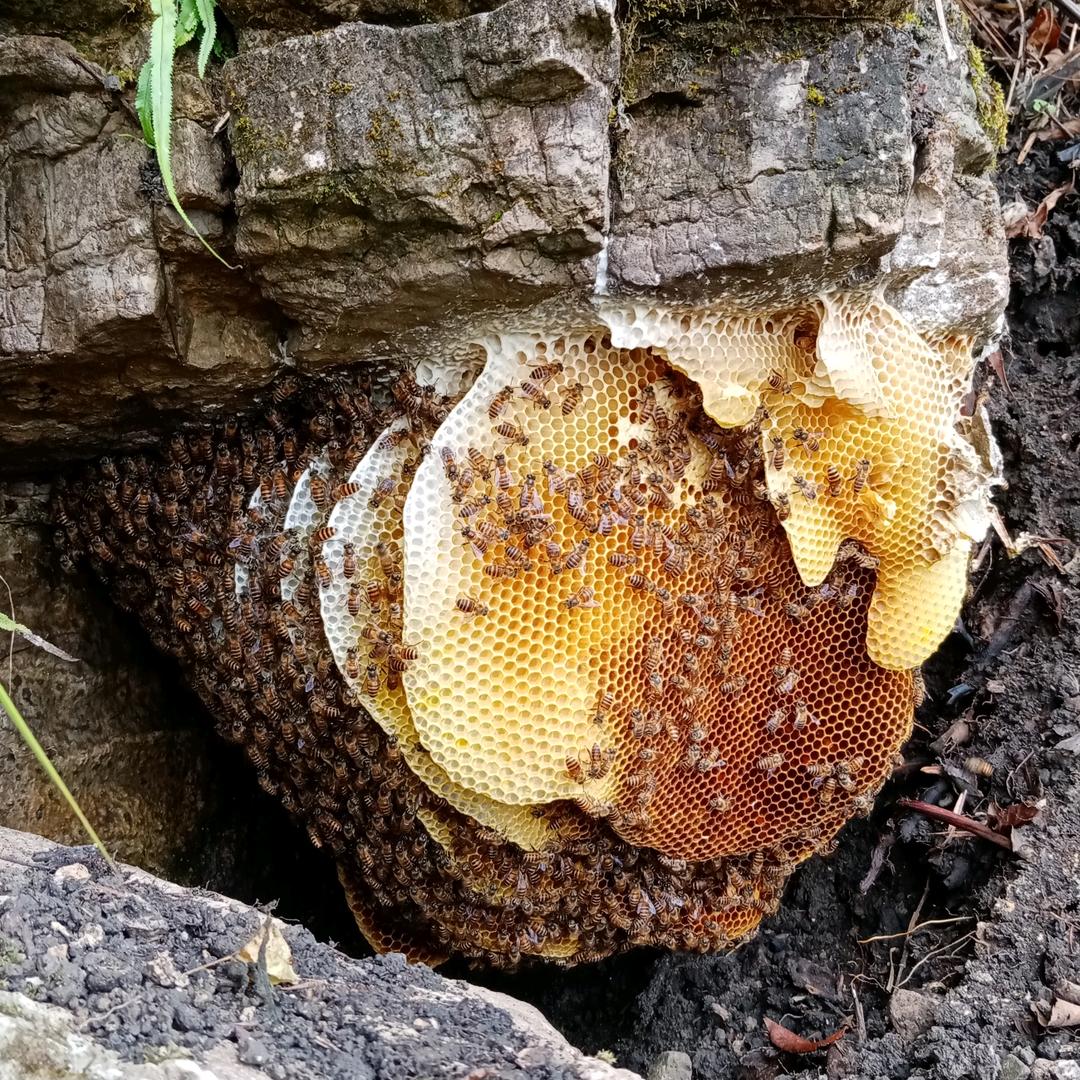 大山里的小蜜蜂
