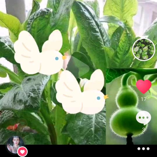 ￥￥柿柿如意￥￥