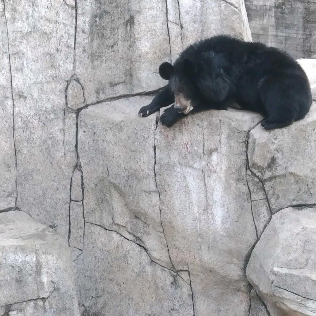 小野驴