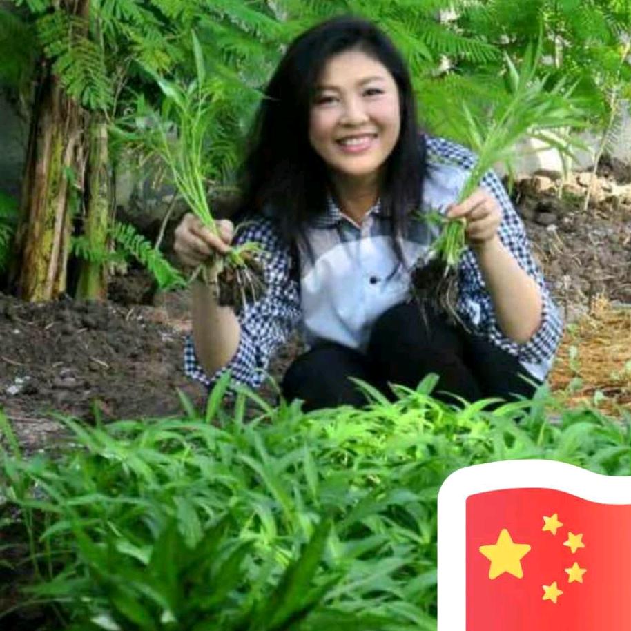 清心寡欲