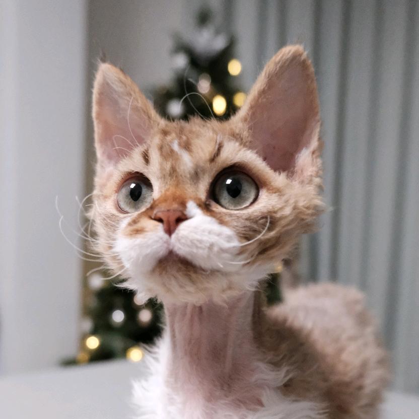 喵鱼 喵米 喵宝