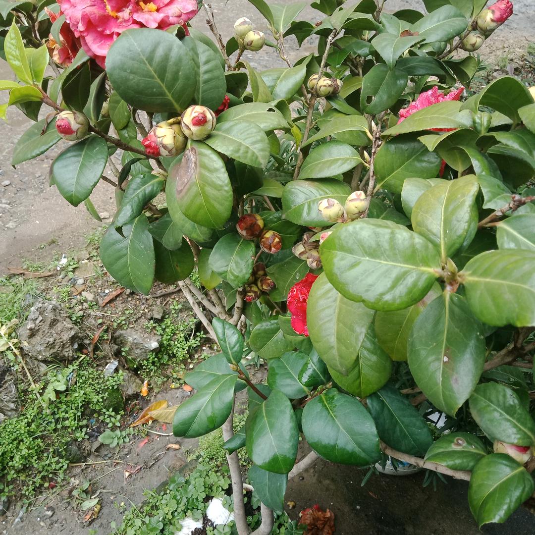 老羊羊