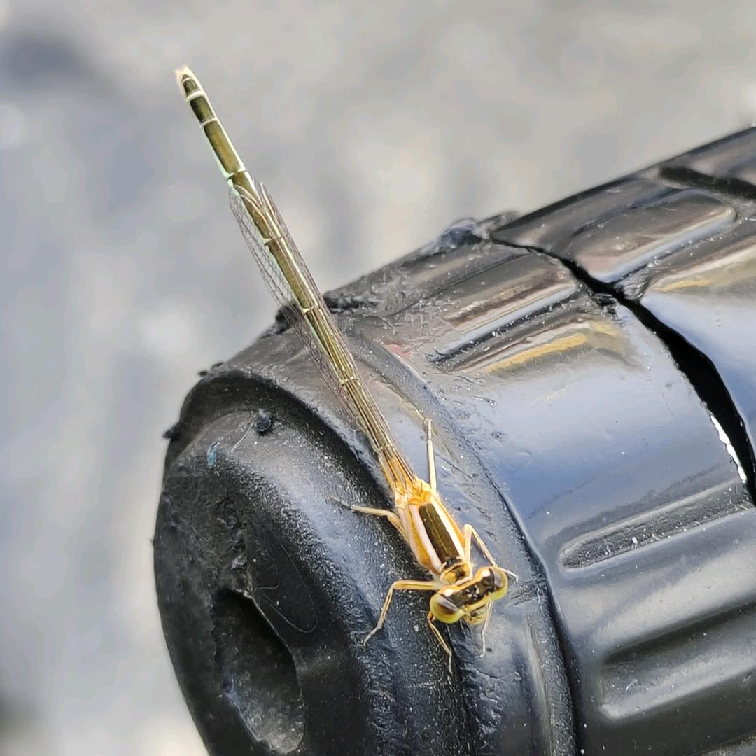 新琪颖珠宝首饰