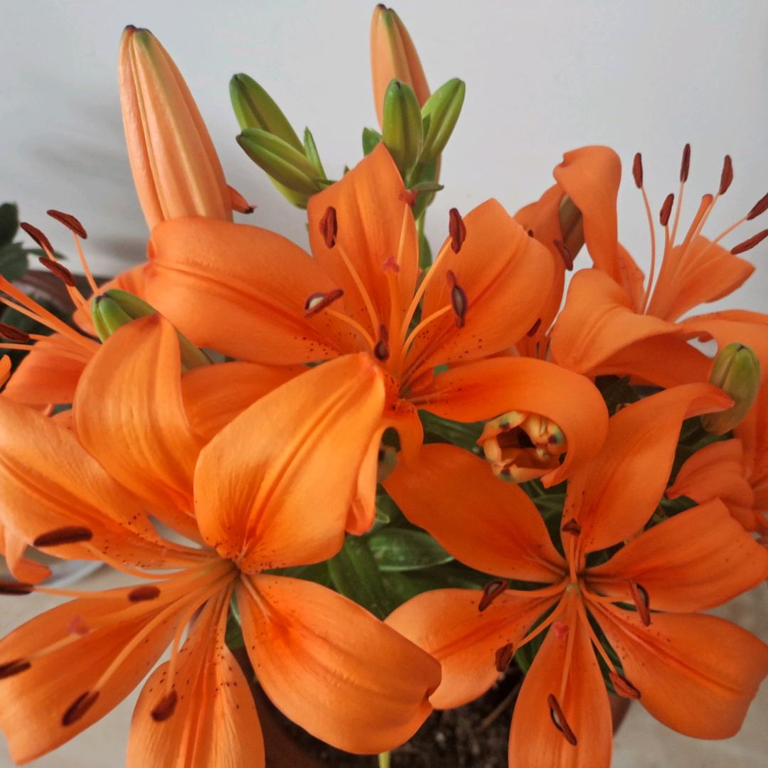张全花