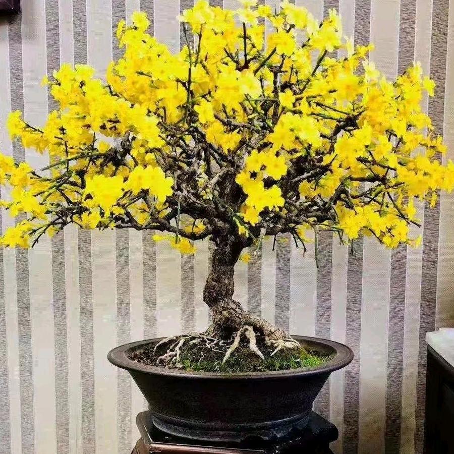 鸿迁园