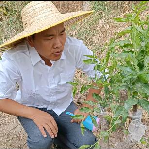新疆副连长农民（生态食材的追求者）