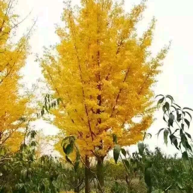 京邑银杏（长年供应各种绿化苗木）