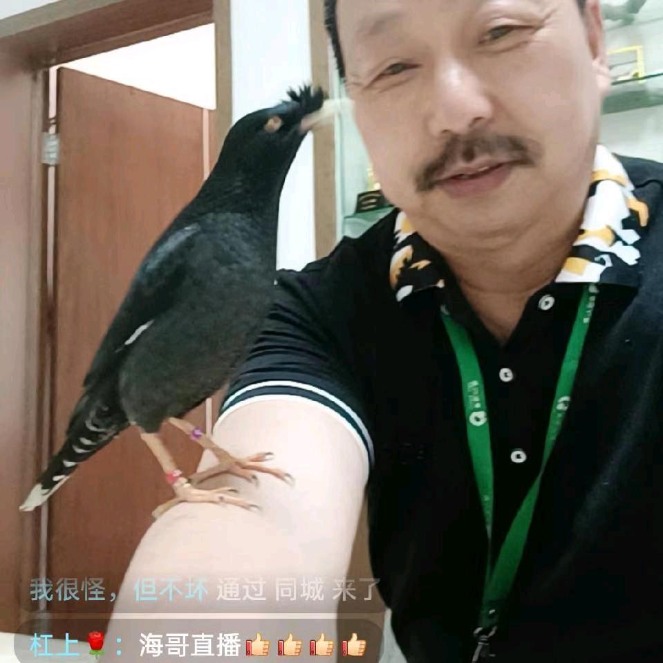海哥爱鸟