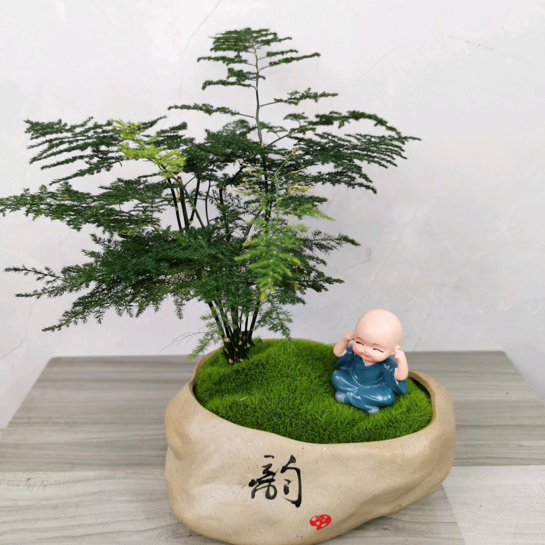 小伟绿植