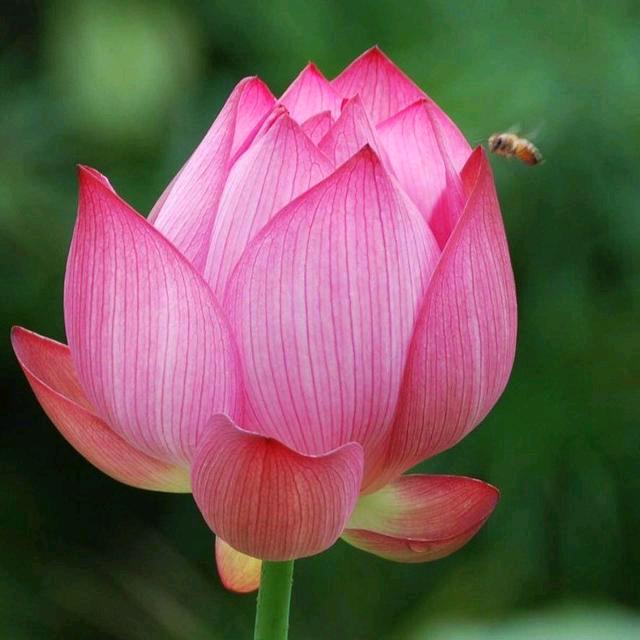 淡若轻风，