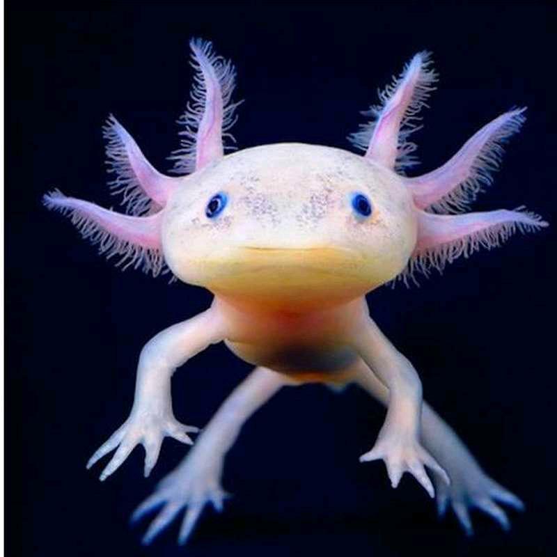 德德维芙水族旗舰店