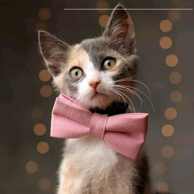 爱学习的上班狗