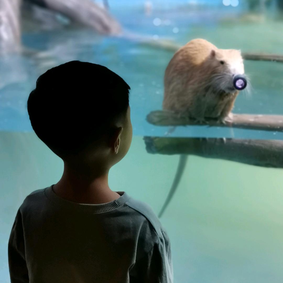 枫林