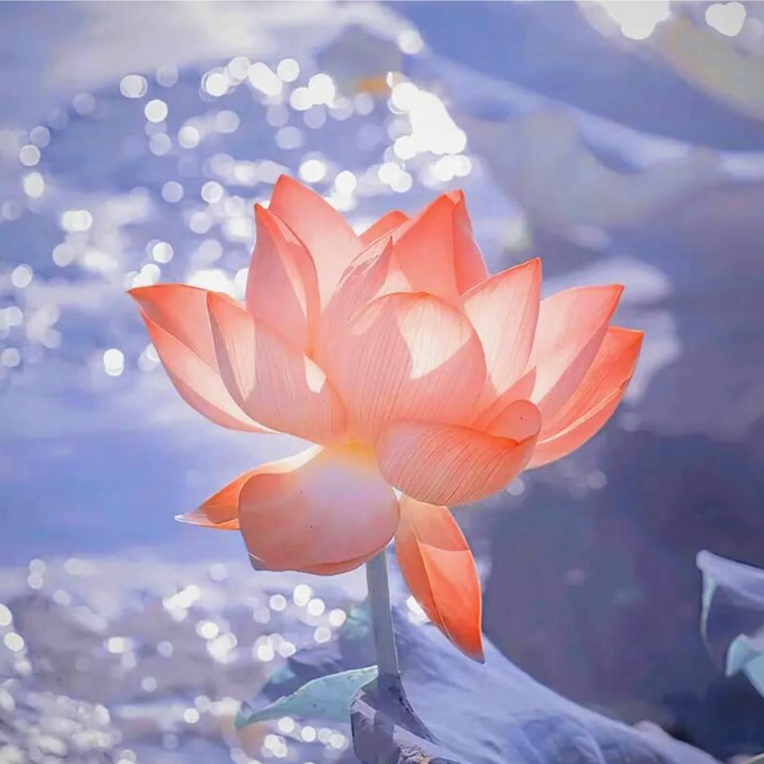 心静如水🌹