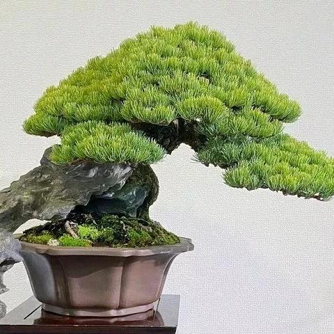 鑫阁苑