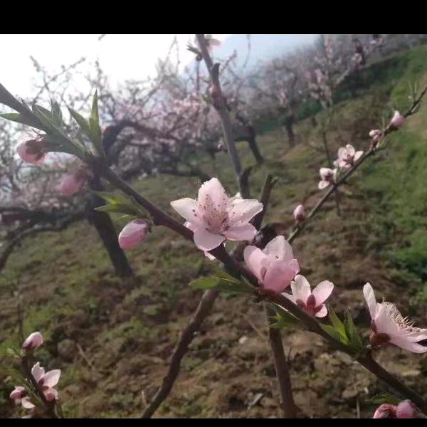 美蛙鱼庄/引镇店