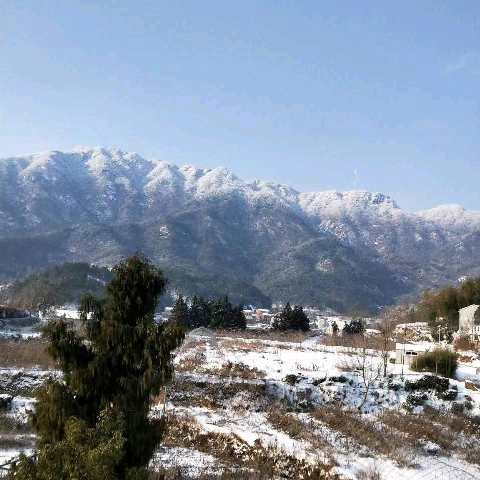 西峰茶叶