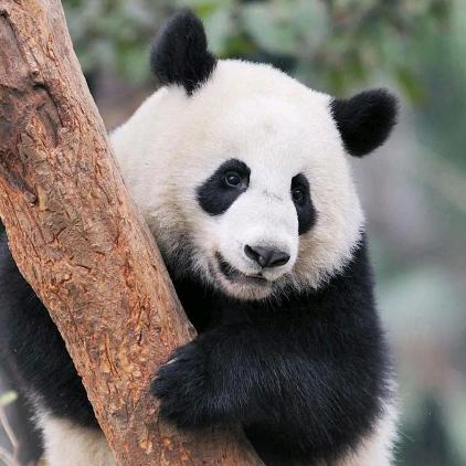 天柱小吴