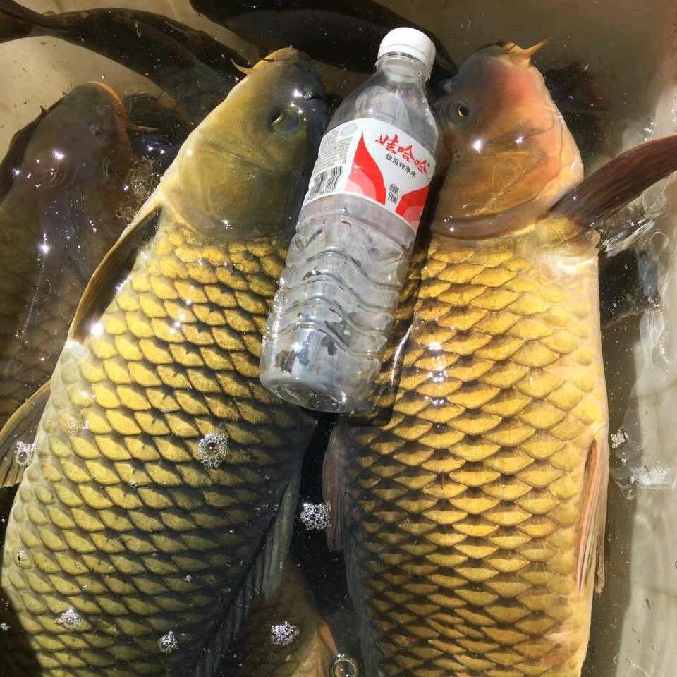 拿鱼摸虾不误庄稼