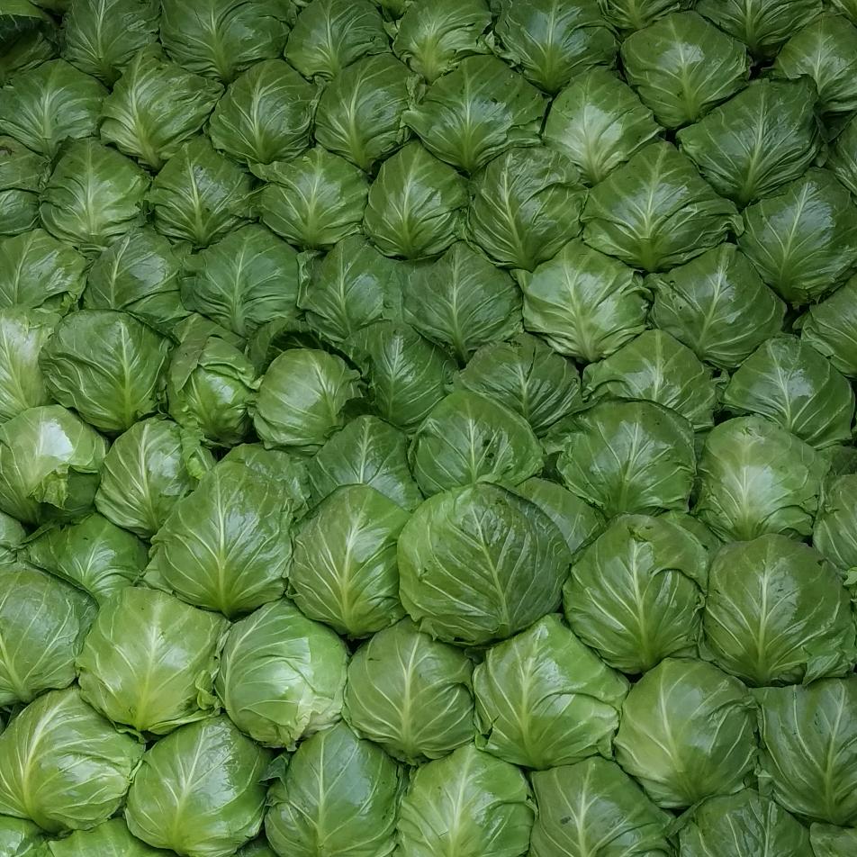 蔬菜代收滕敦君