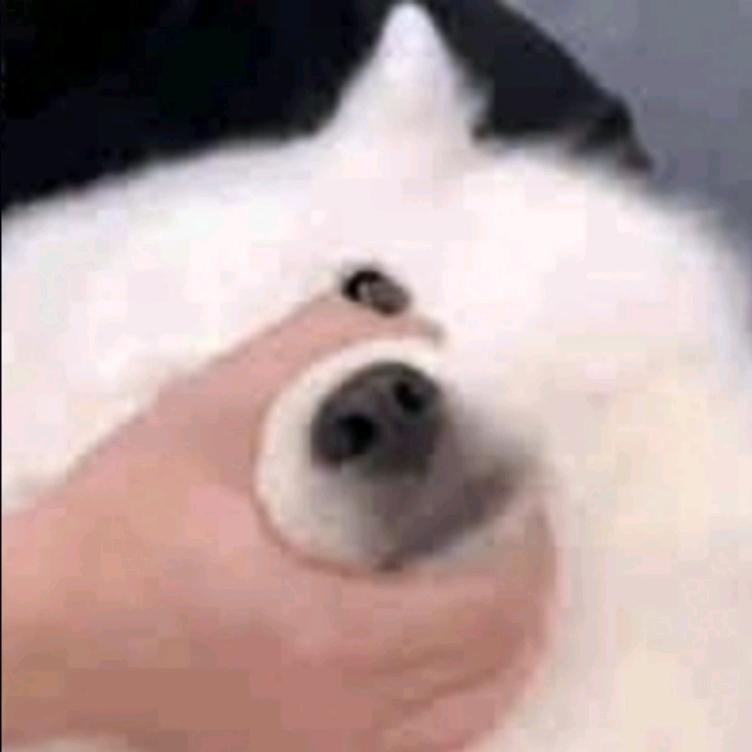 莫三比克儿