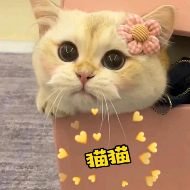 欣宝治愈小屋