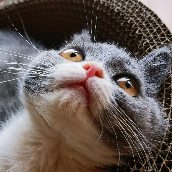 哢咚呛