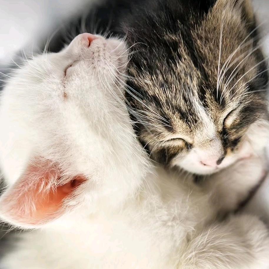 蓝色妖姬…蓝色花语