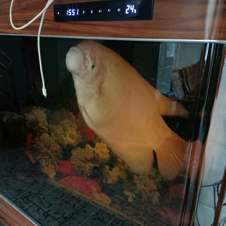 晓抖红