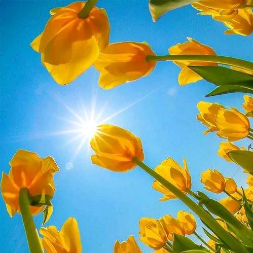 郑州五金脚轮工业铁轮平板车电动葫芦