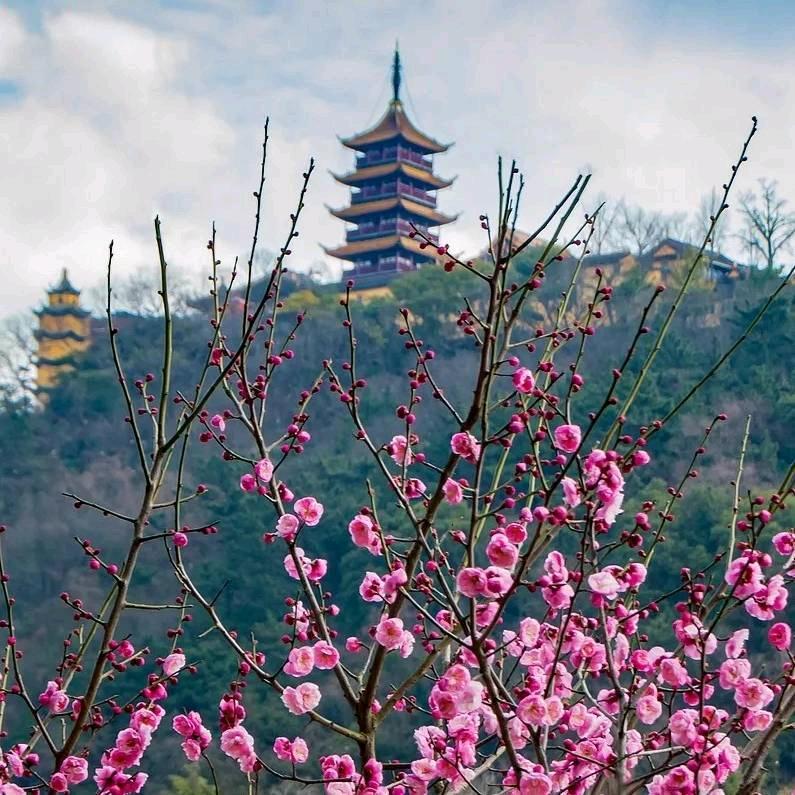 心如莲花